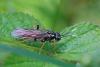 Tenthredo balteata